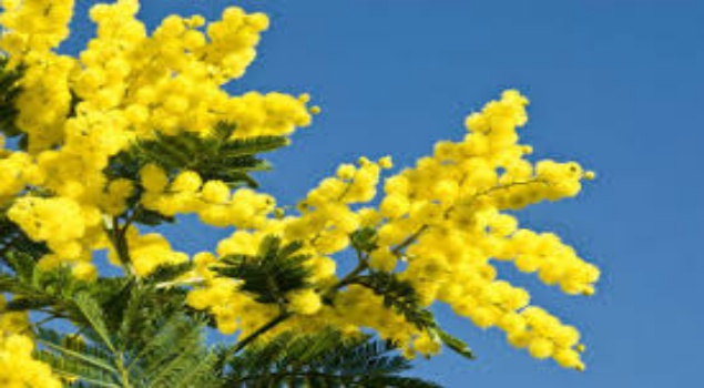 festa-donne1