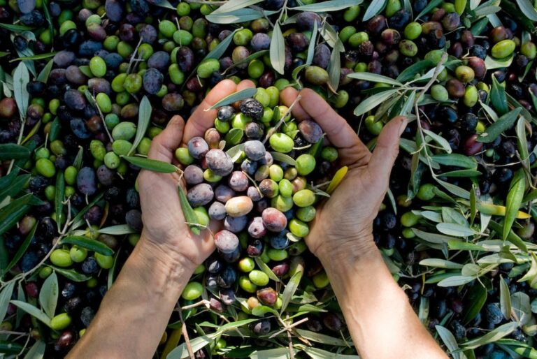 Raccogli il futuro! L’1 e 2 novembre raccolta delle olive a Suvignano