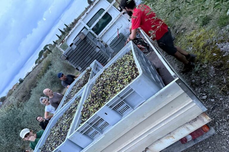 Raccogli il futuro! L’1 e 2 novembre raccolta delle olive a Suvignano (FOTO)